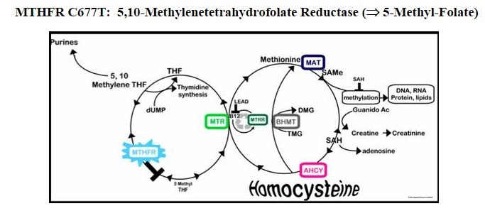 MTHFR 677, MTHFR C677T, homocisteina 